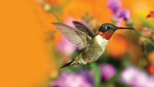 How to make hummingbird food