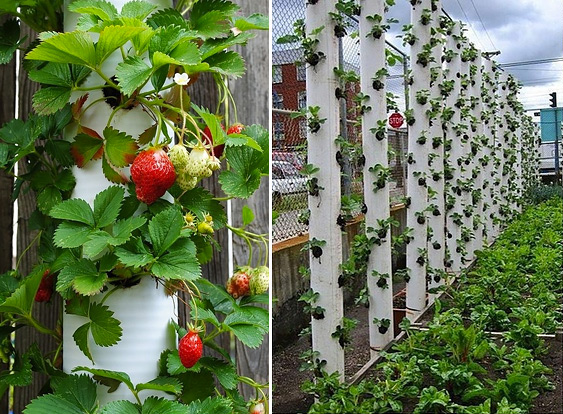 How to urban garden